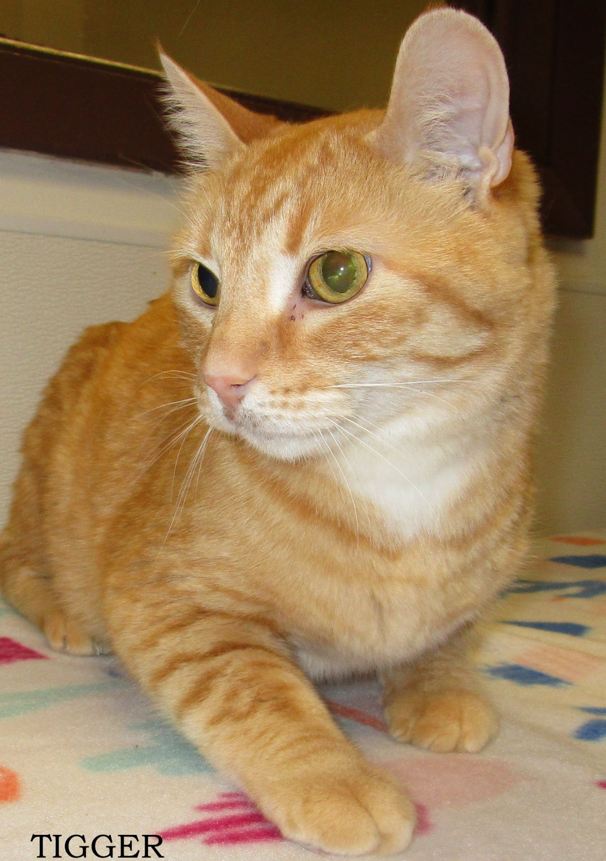 Tigger